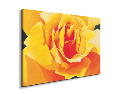 yellow-roseec20316-
