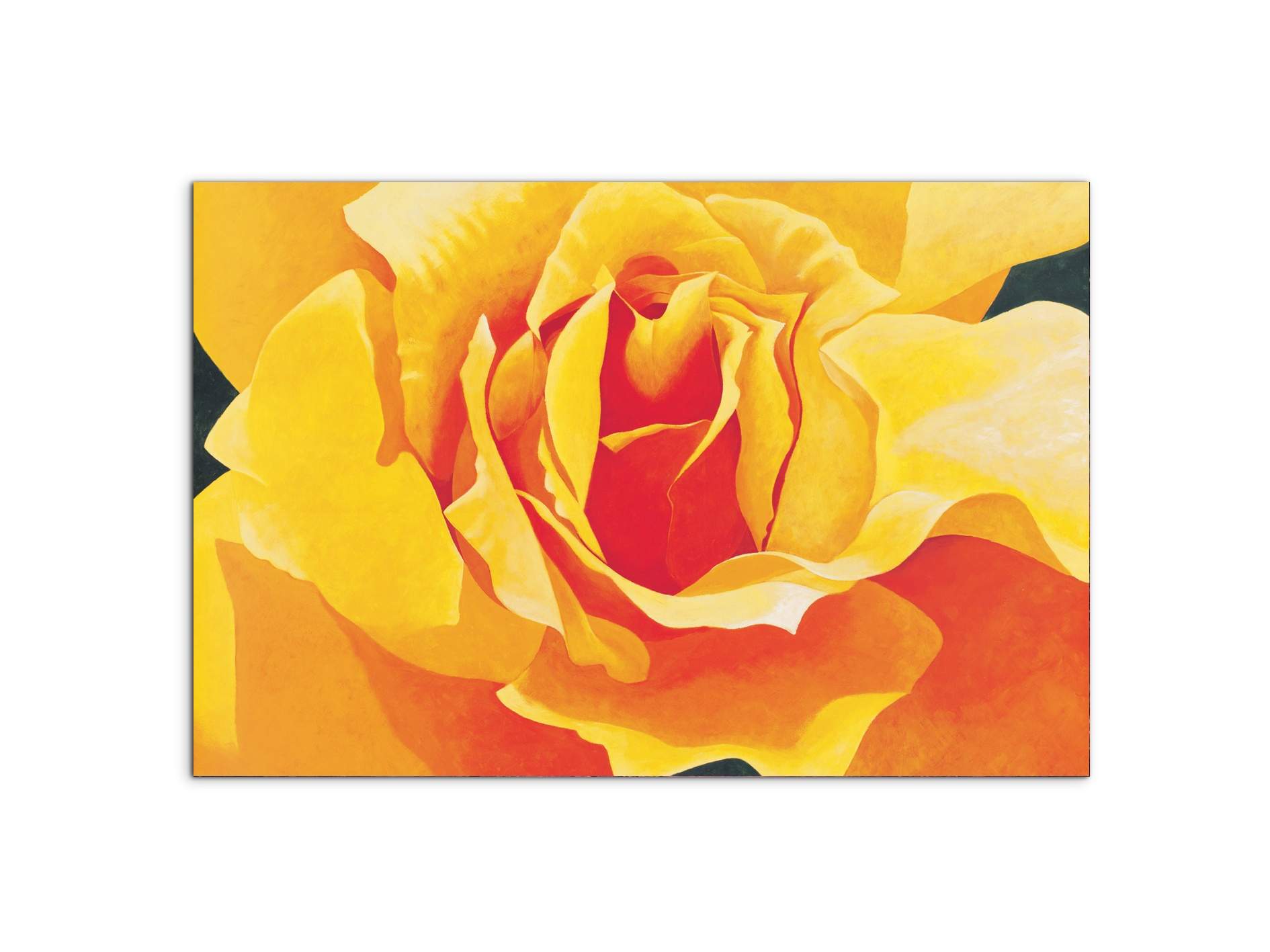 yellow-roseec20316-