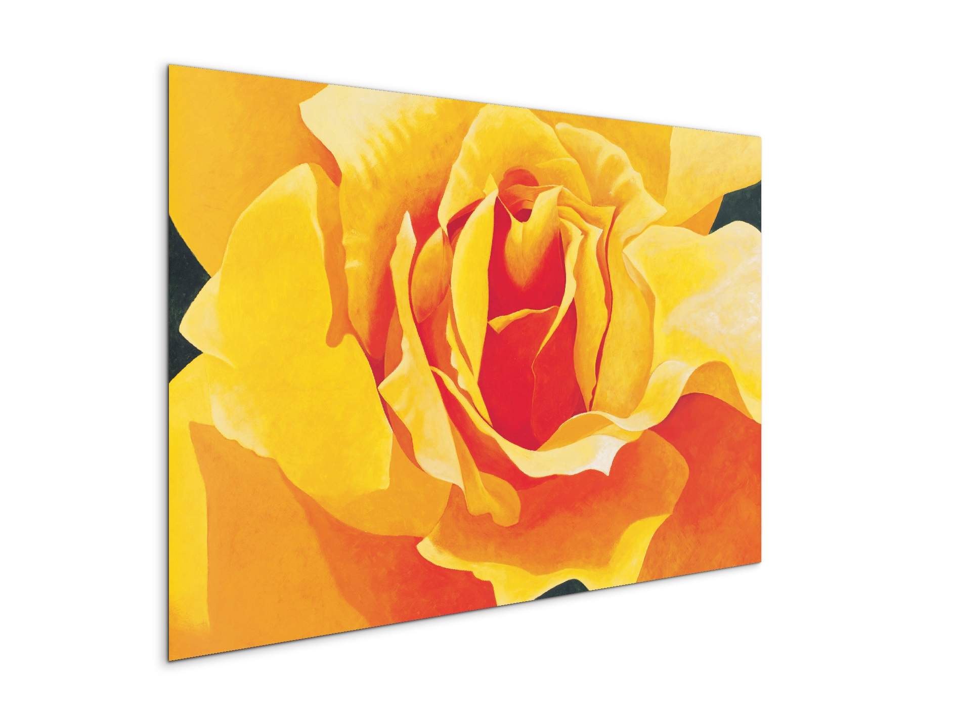 yellow-roseec20316-