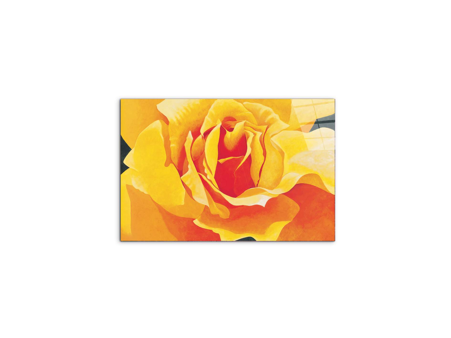 yellow-roseec20316-