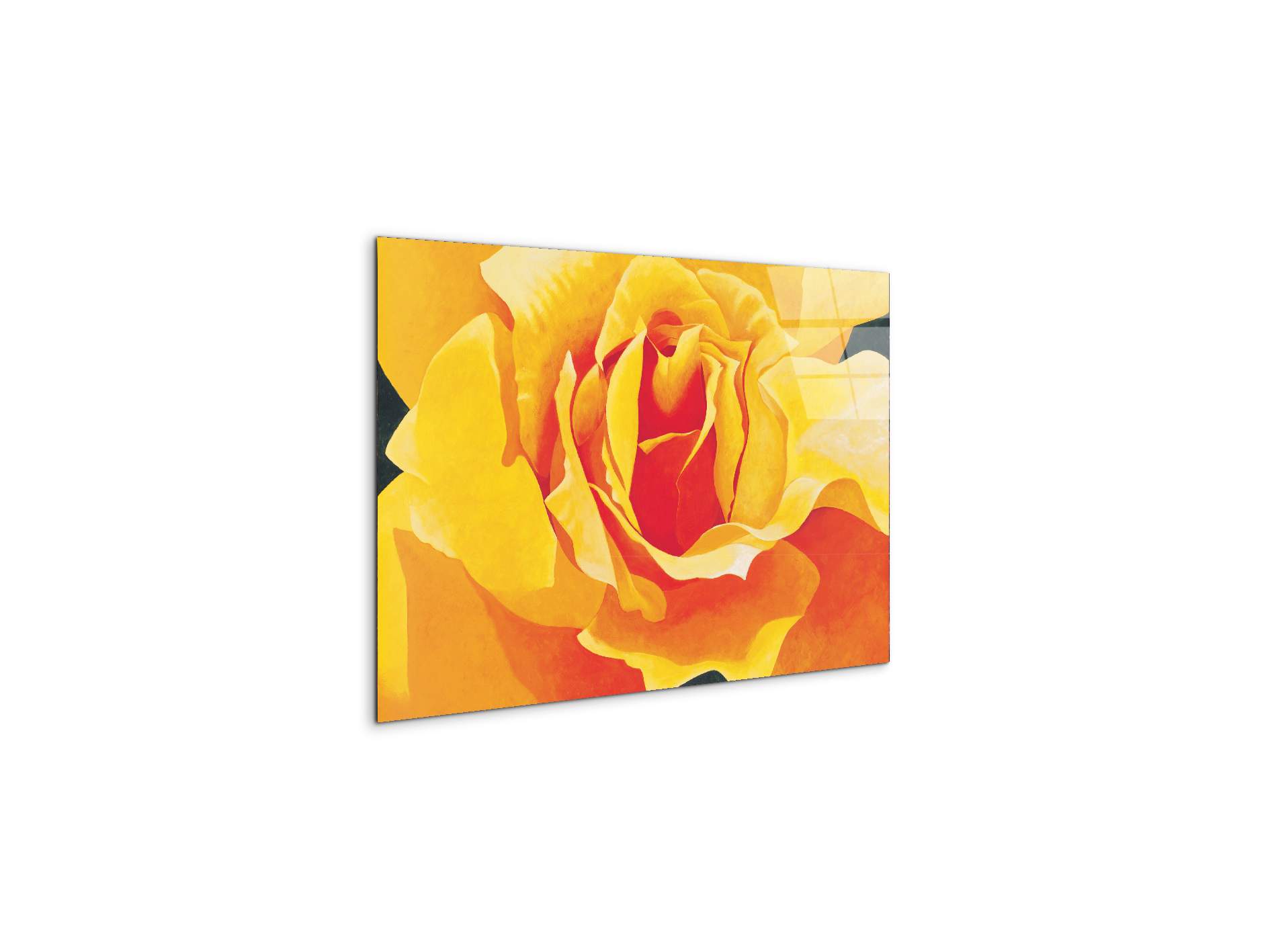 yellow-roseec20316-