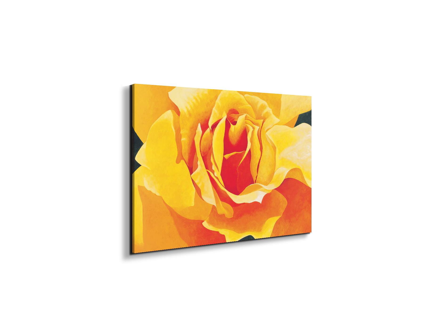 yellow-roseec20316-