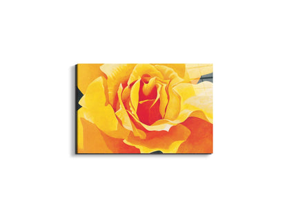 yellow-roseec20316-