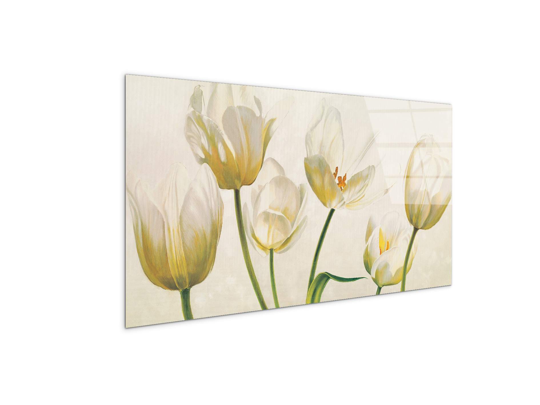 white-tulipsec21892-