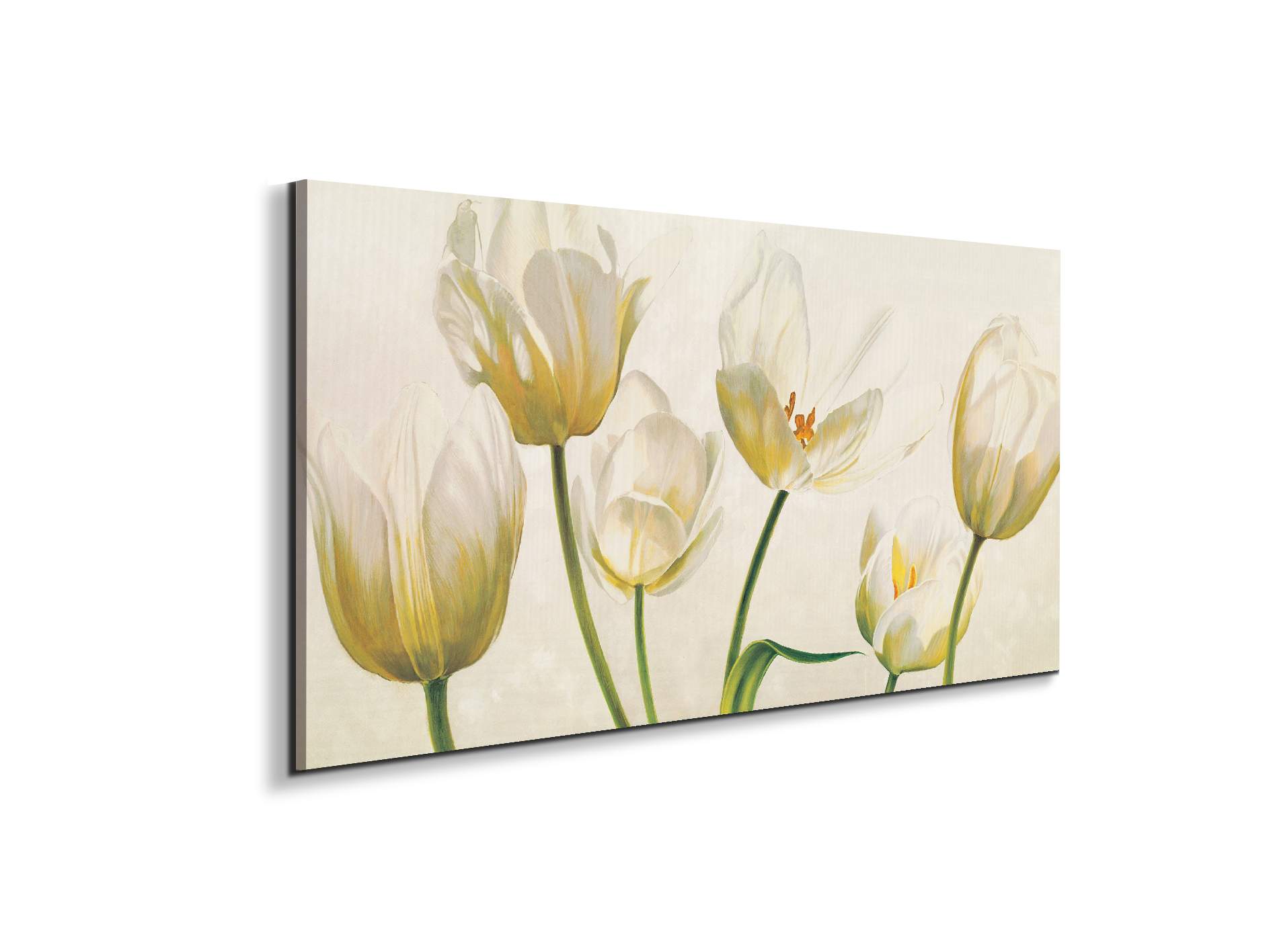 white-tulipsec21892-