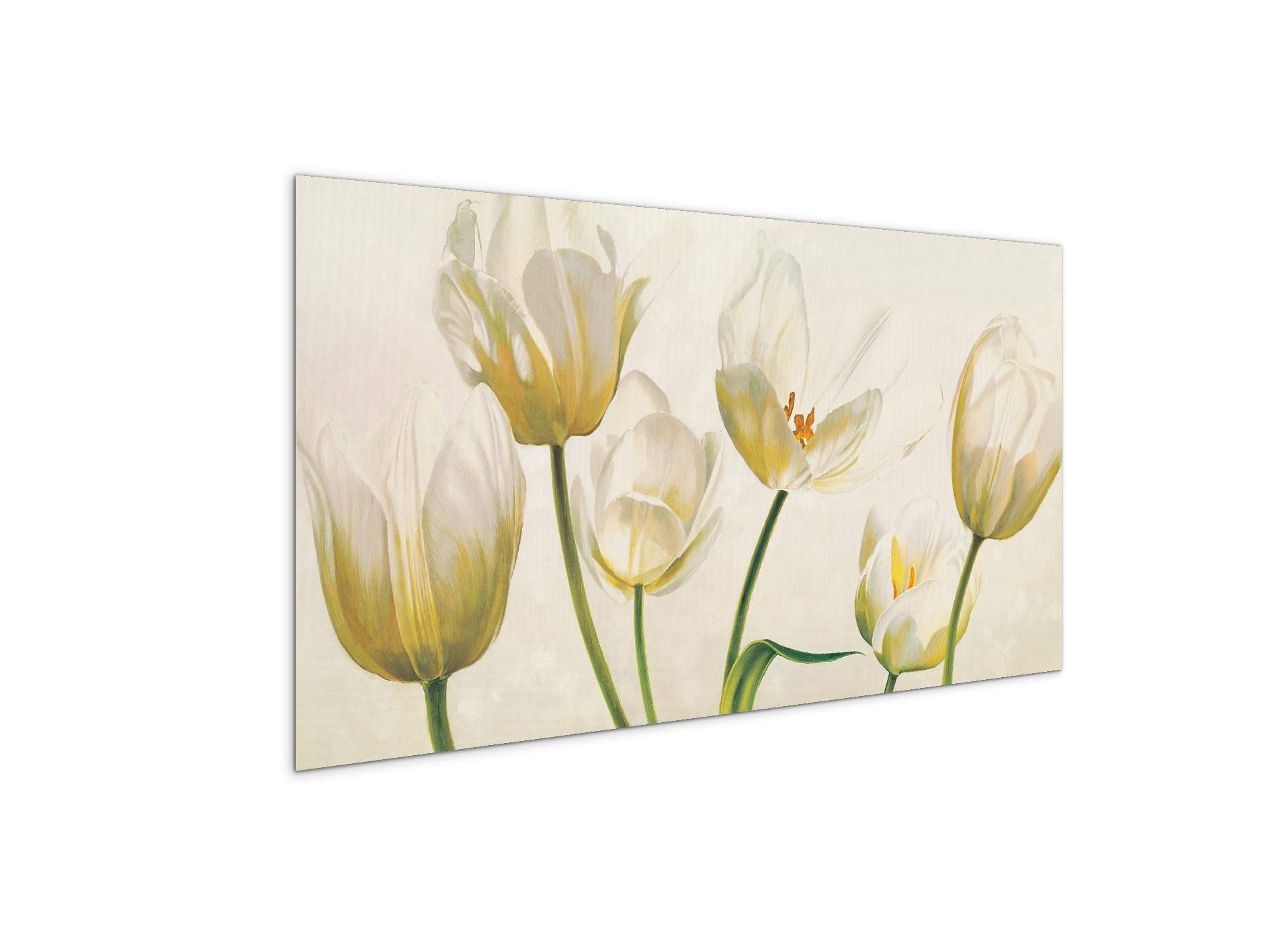 white-tulipsec21892-