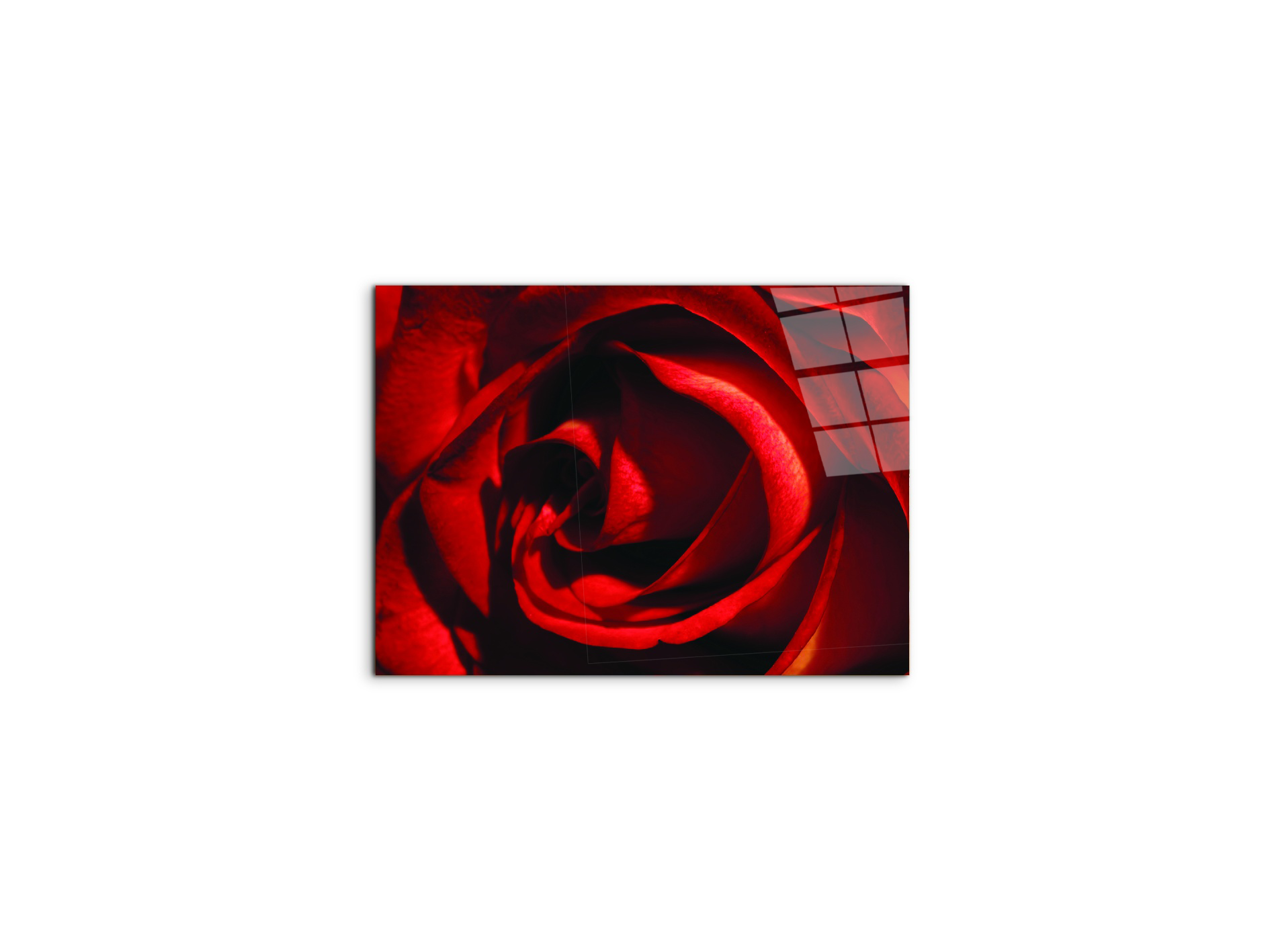 red-rose-heartec21967-#materiale_CrystalArt/dimensioni_50x37,42