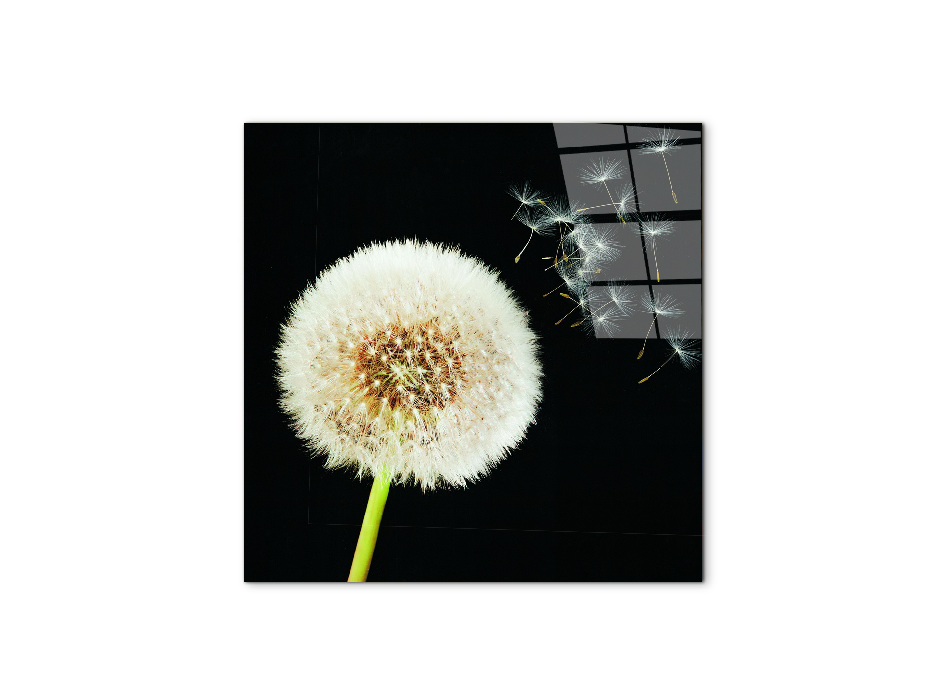 taraxacumec22093-#materiale_CrystalArt/dimensioni_58x58