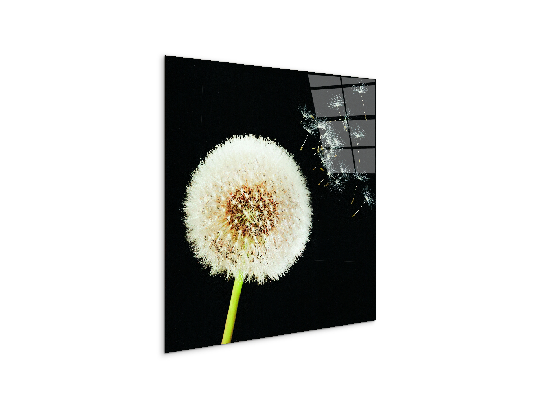 taraxacumec22093-#materiale_CrystalArt/dimensioni_58x58