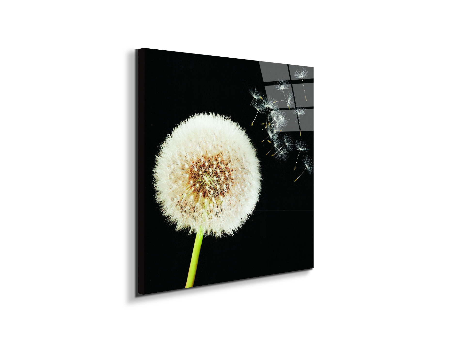 taraxacumec22093-#materiale_EarthArt Total Gloss/dimensioni_58x58
