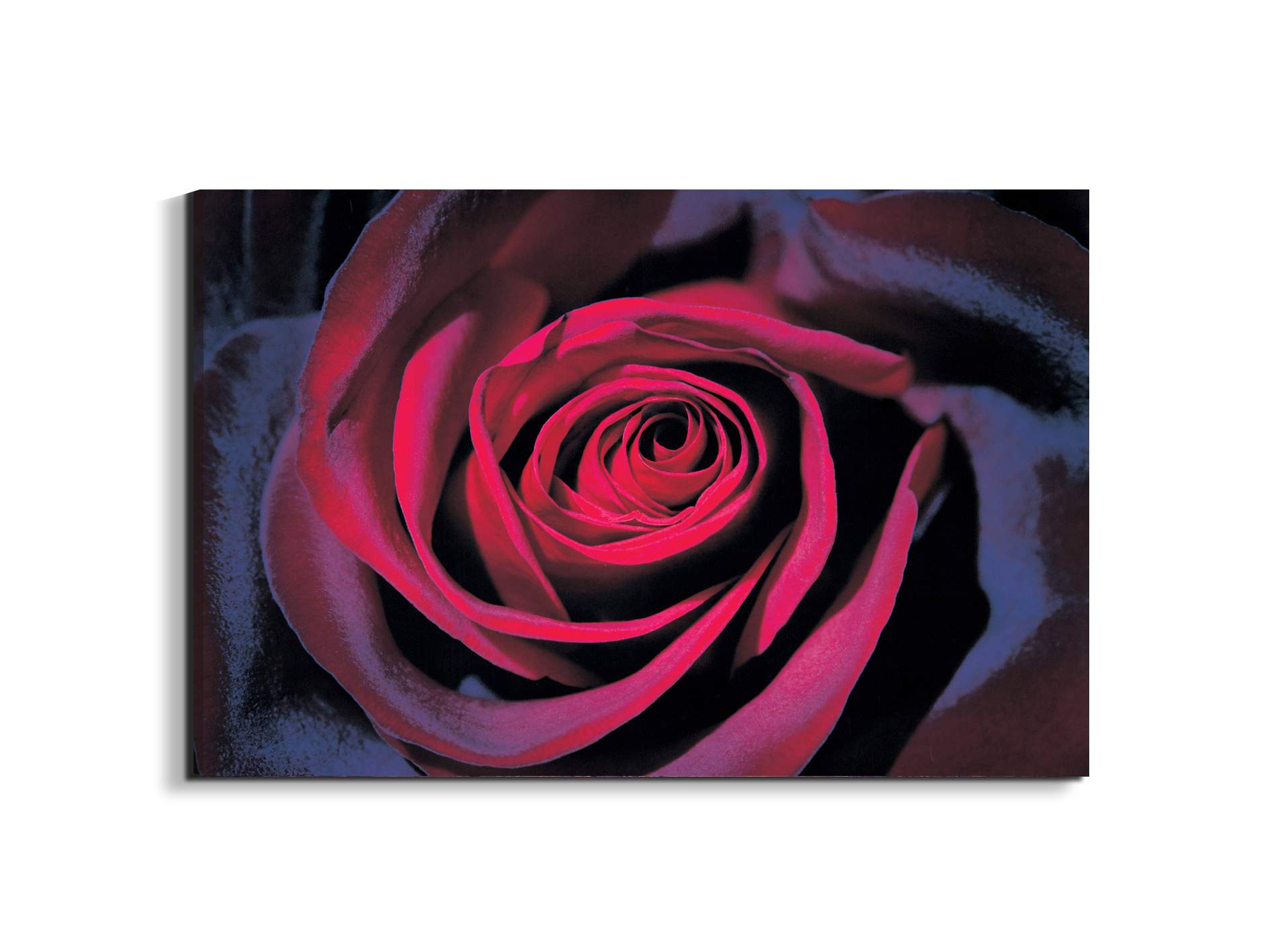 purple-roseec22106-#materiale_EarthArt/dimensioni_79,5x53
