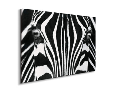 zebraec22171-