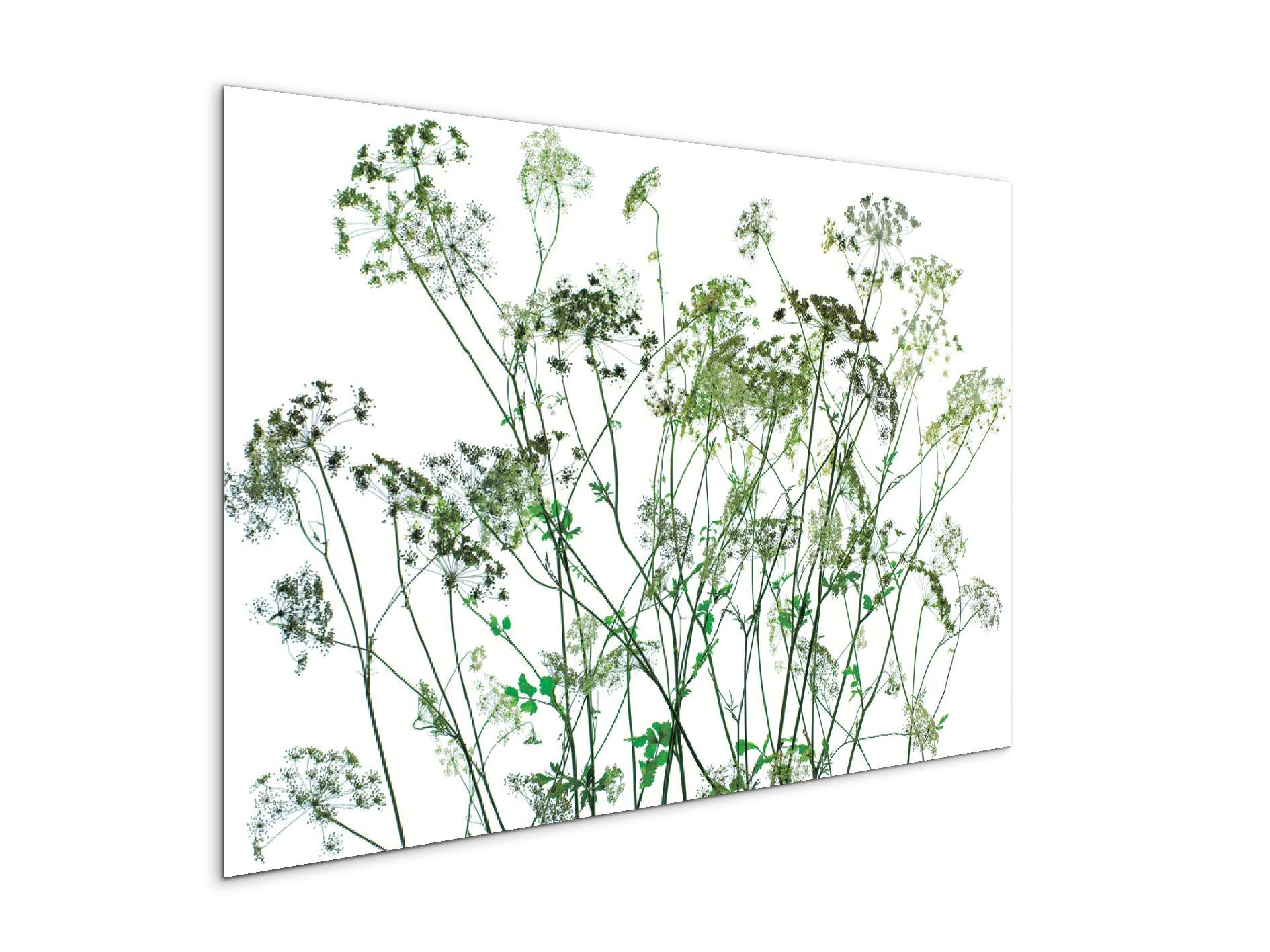 weedsec22173-#materiale_CrystalArt/dimensioni_79,5x53