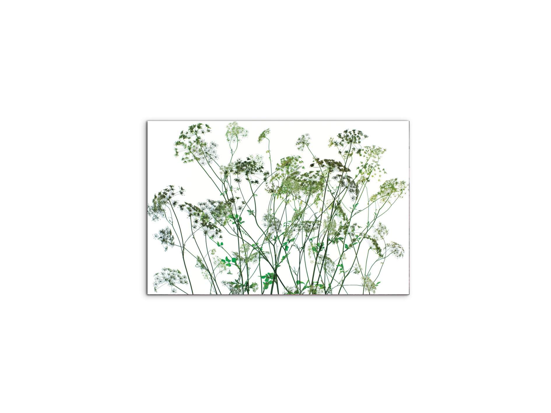 weedsec22173-#materiale_CrystalArt/dimensioni_50x33,33
