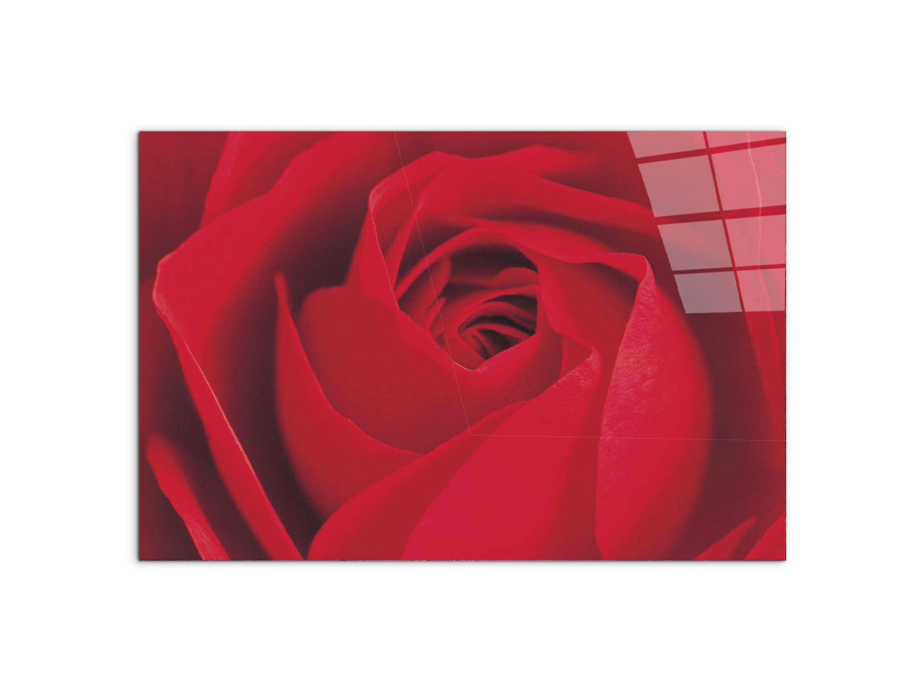 red-rose-detailec22176-#materiale_CrystalArt/dimensioni_79,5x53
