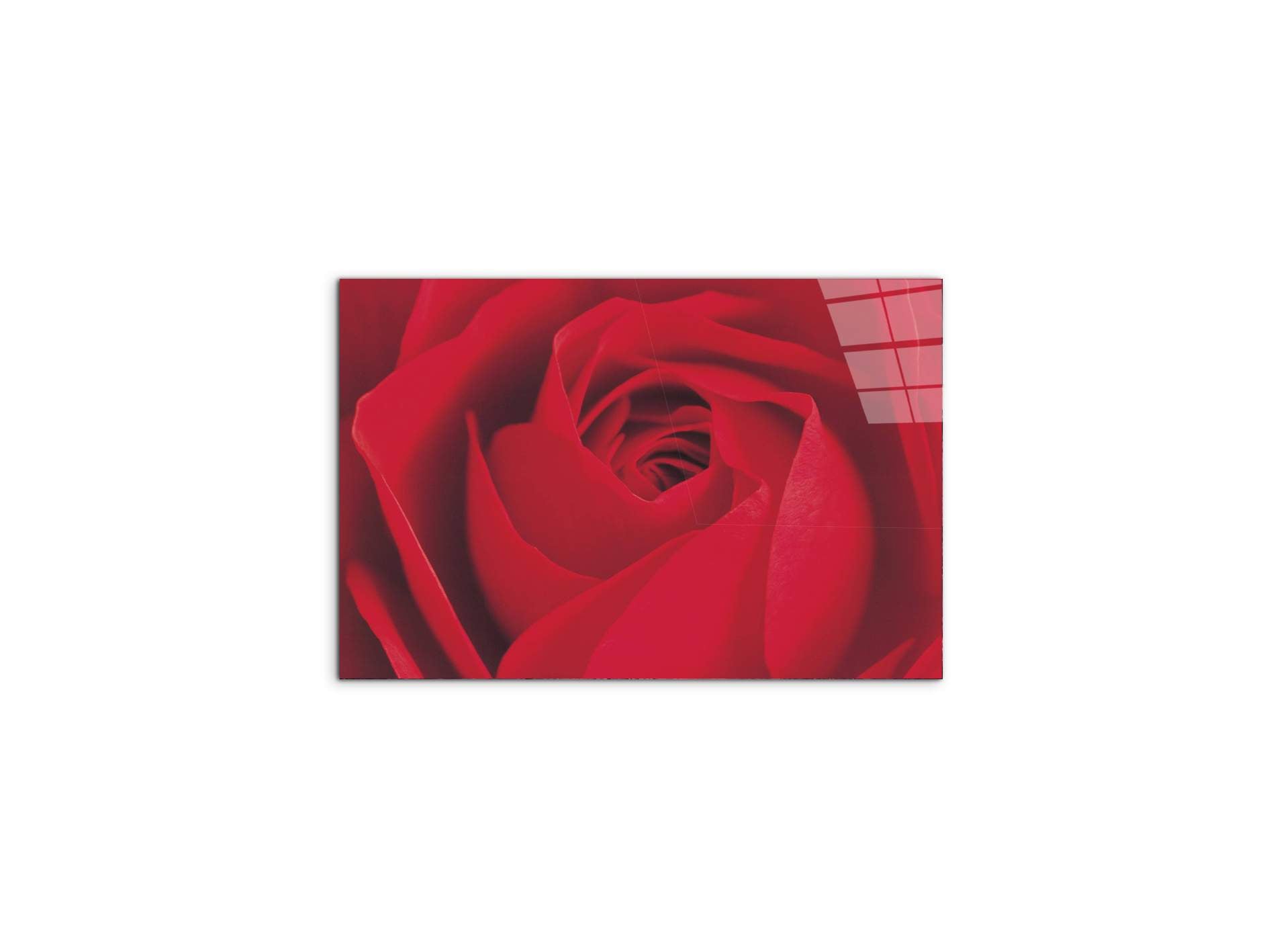 red-rose-detailec22176-#materiale_CrystalArt/dimensioni_50x33,33