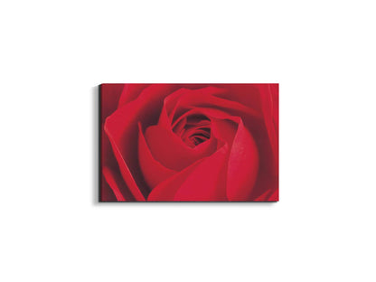 red-rose-detailec22176-#materiale_EarthArt/dimensioni_50x33,33
