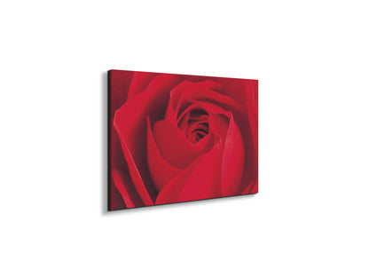 red-rose-detailec22176-#materiale_EarthArt/dimensioni_50x33,33