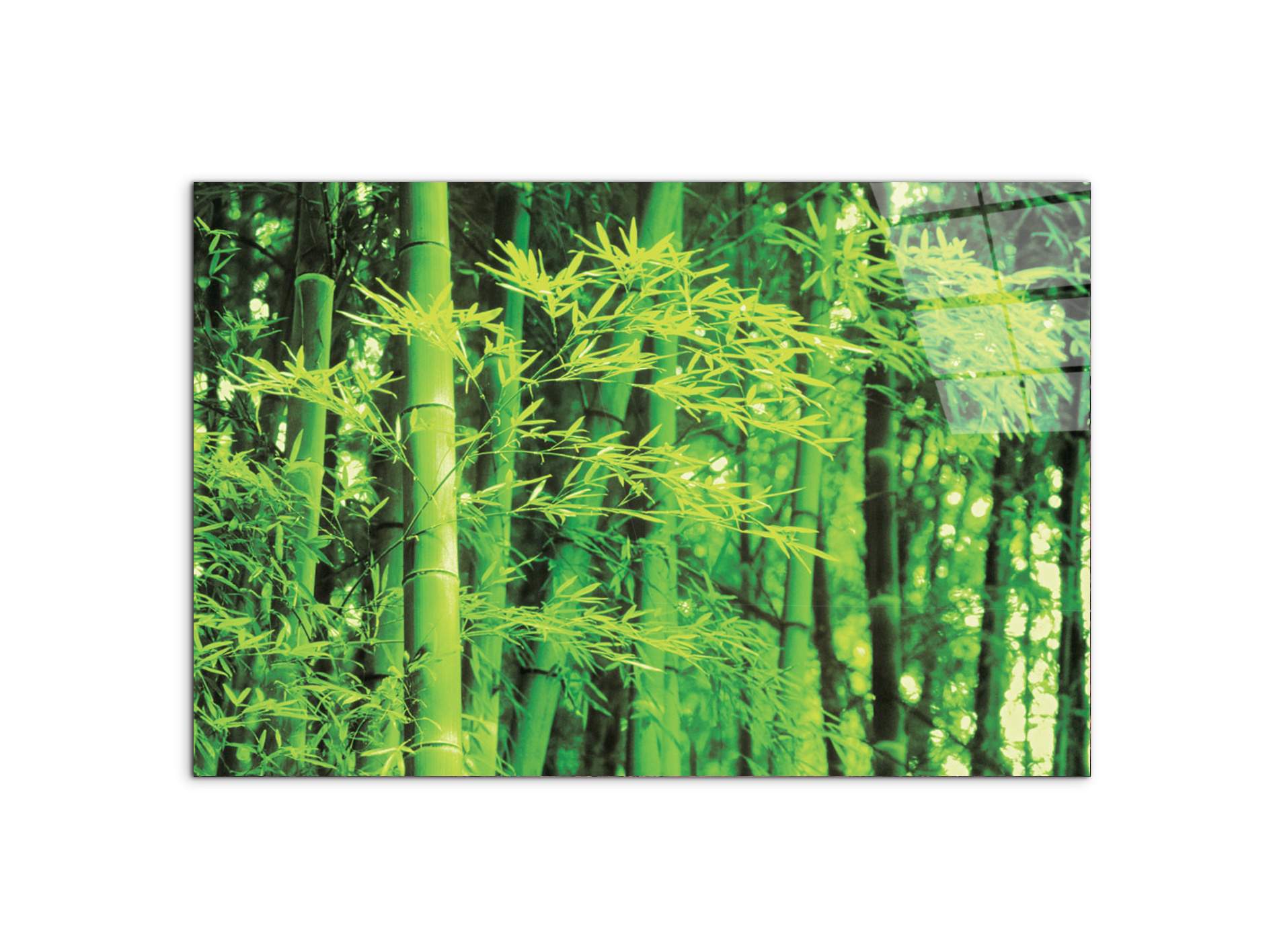 bambooec22182-#materiale_CrystalArt/dimensioni_79,5x53