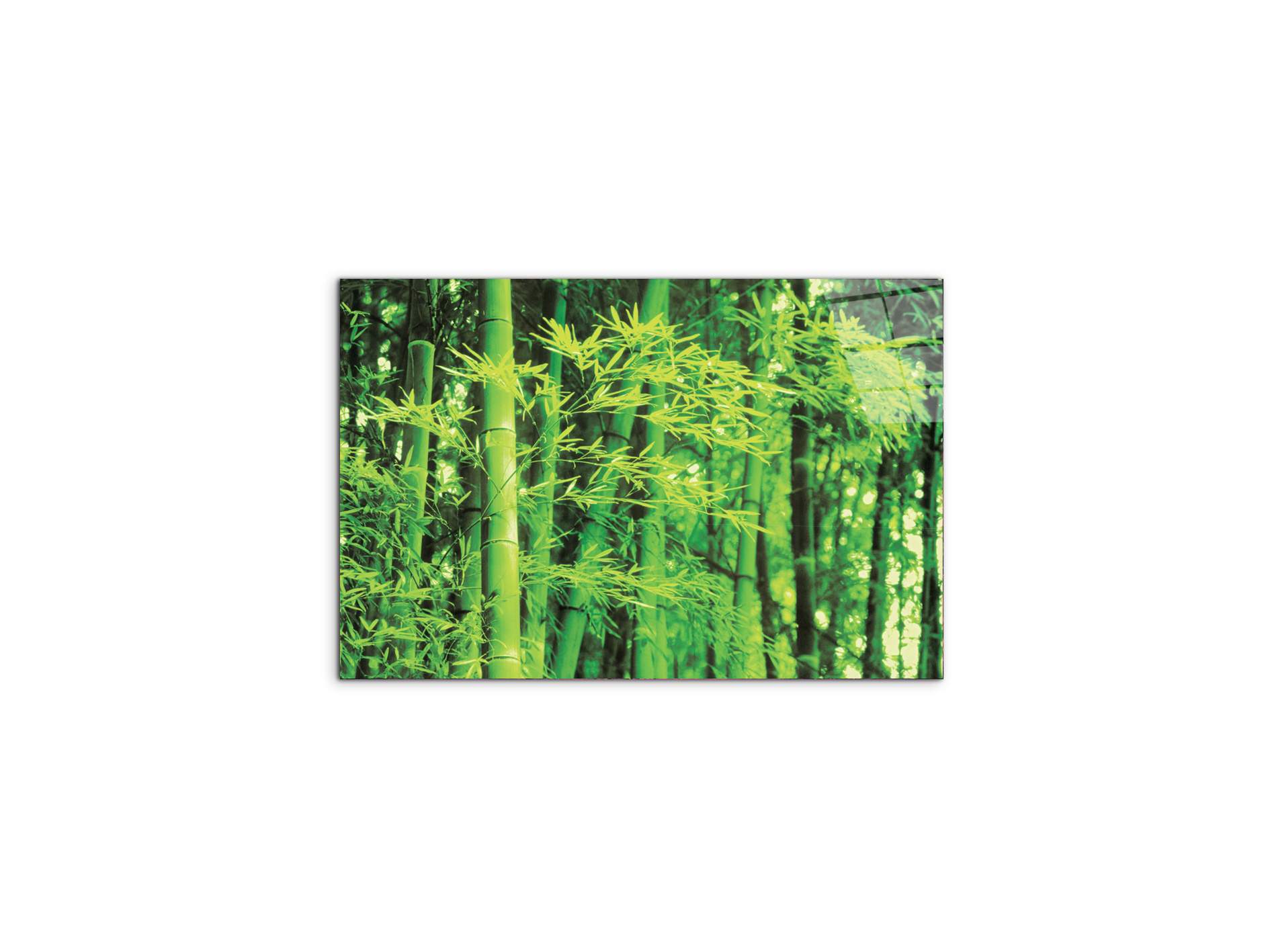 bambooec22182-#materiale_CrystalArt/dimensioni_50x33,33