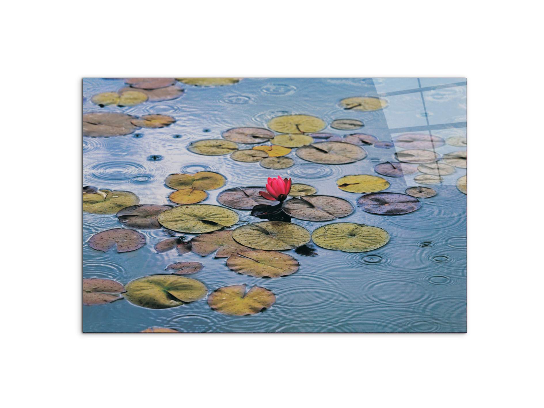 waterliliesec22212-#materiale_CrystalArt/dimensioni_79,5x53