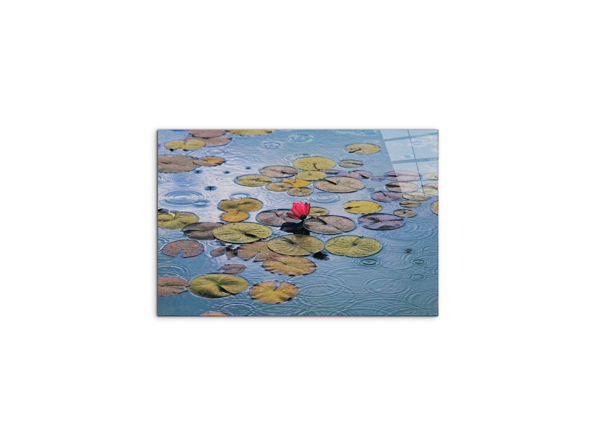 waterliliesec22212-#materiale_CrystalArt/dimensioni_50x33,33