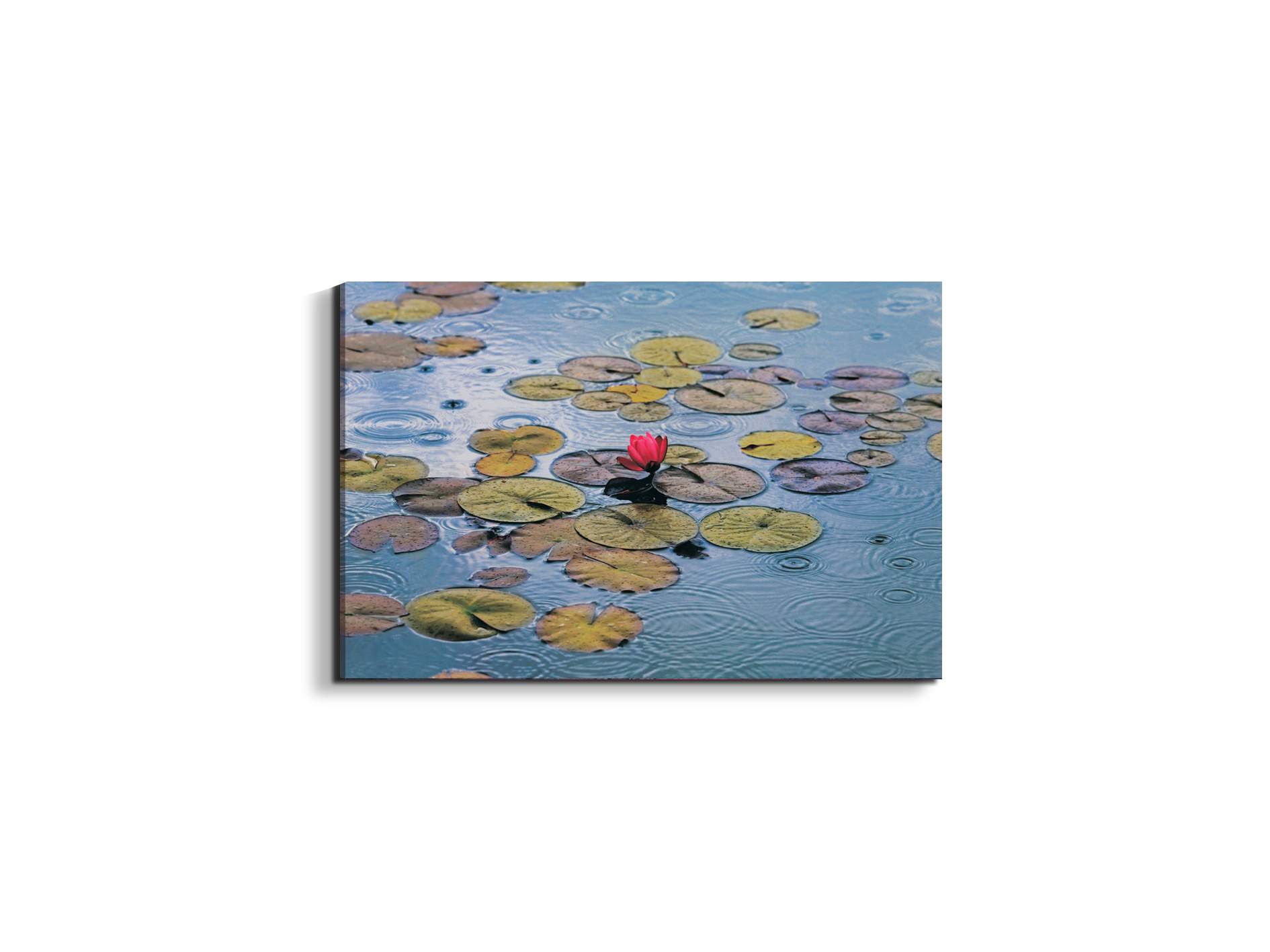 waterliliesec22212-