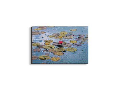 waterliliesec22212-