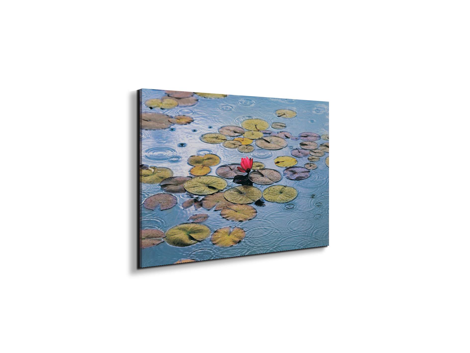 waterliliesec22212-